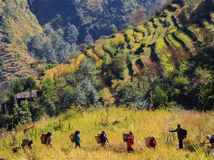 L'agriculture en terrasse dans la région de Gorkha